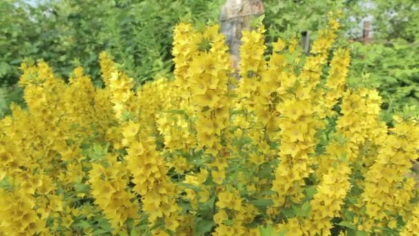 Mooie bloemen loosestrife — Stockvideo