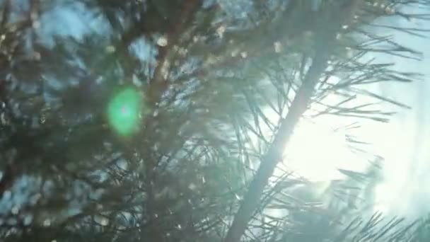Ramo de coníferas com luz solar — Vídeo de Stock