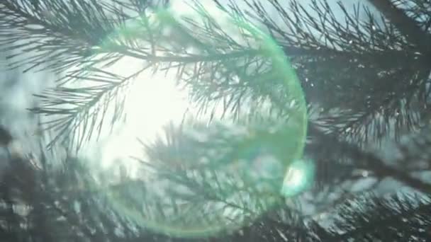 Branche de conifères avec lumière du soleil 