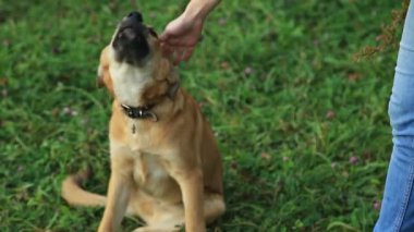 Dog Head'a okşamaya el