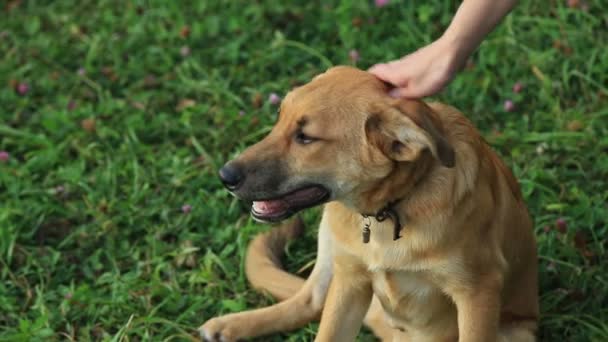 Kvinnlig hand klappa hund huvudet, hunden går — Stockvideo