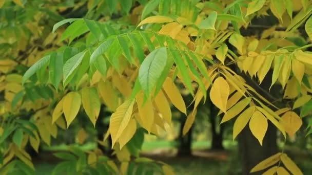Krásné podzimní listí, zelené a žluté — Stock video