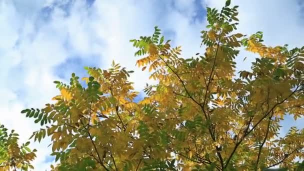 Prachtige herfstbladeren tegen de hemel. — Stockvideo