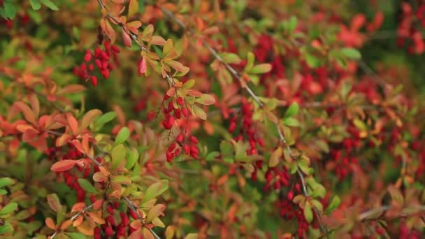 Tak van een Berberisfamilie met clusters van bessen — Stockvideo