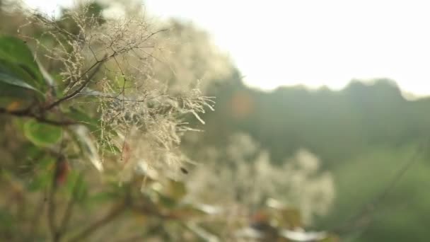 Árbol de humo en jardines botánicos — Vídeos de Stock
