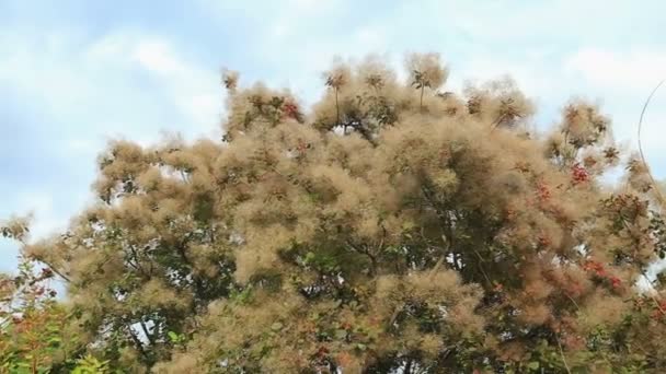 在植物园的烟树 — 图库视频影像