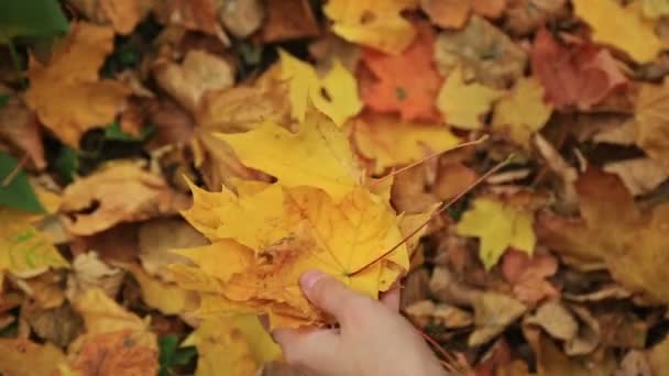 Vrouw verzamelt gevallen herfstbladeren esdoorn. — Stockvideo