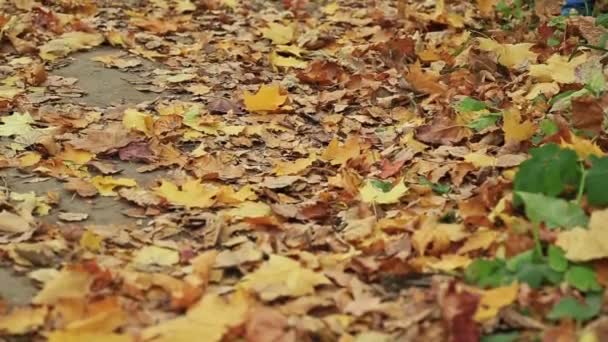 Mujer caminando a través del país y sendero en el bosque de otoño — Vídeo de stock