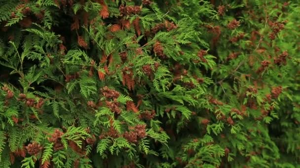 Cèdre blanc Thuja occidentalis 
