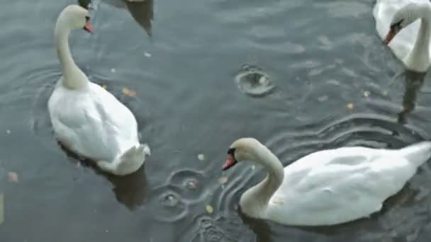 Cisne blanco nadando en el lago — Vídeos de Stock