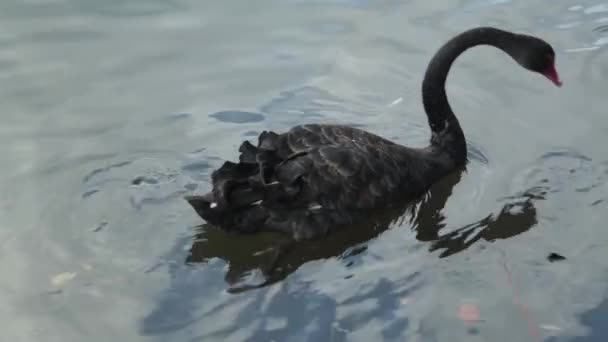 Cisne negro nadando en el lago con pato — Vídeos de Stock