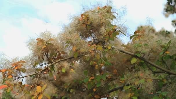 Árbol de humo en jardines botánicos — Vídeos de Stock