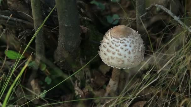 Cogumelo na floresta — Vídeo de Stock