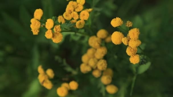 Flores de Tansy, naturaleza , — Vídeos de Stock