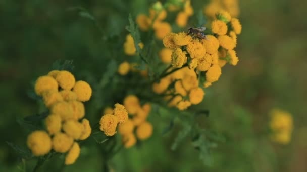 Boerenwormkruid bloemen met fly — Stockvideo