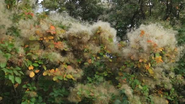 Arbre à fumée dans les jardins botaniques — Video