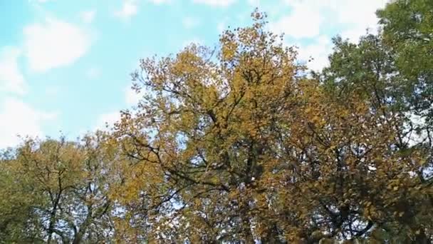 Осенний лес против голубого неба — стоковое видео