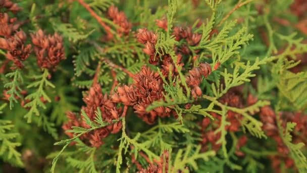 Fehér cédrus Thuja occidentalis — Stock videók