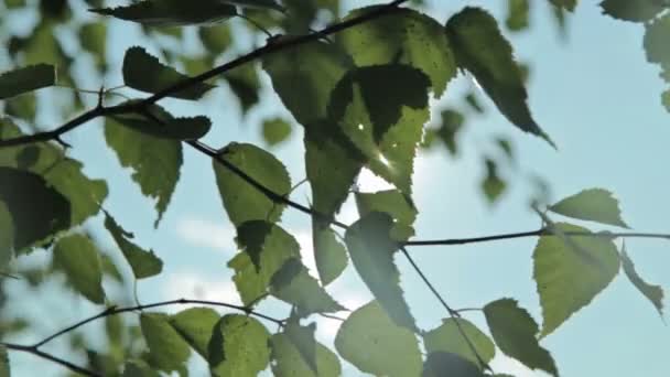 Napfény és a lens flare, fa levelek — Stock videók