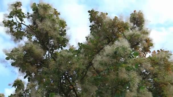 Rauchbaum im botanischen Garten — Stockvideo
