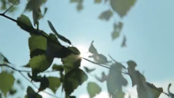 Lumière du soleil et éclat de lentille, feuilles d'arbre — Video