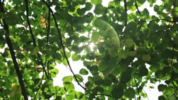 Luce solare e bagliore delle lenti, foglie d'albero — Video Stock