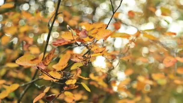 Schöne herbstliche gelbe Blätter — Stockvideo