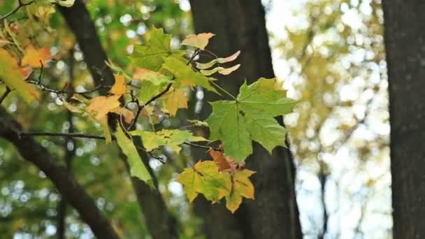 Красивые листья осени, зеленые и желтые — стоковое видео