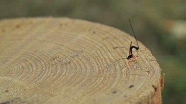 Dragon anında güdük