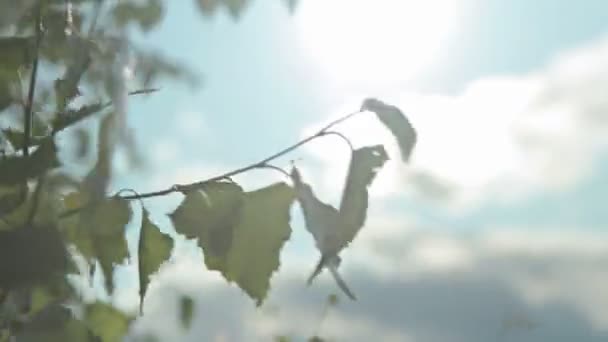 Lumière du soleil et éclat de lentille, feuilles d'arbre — Video