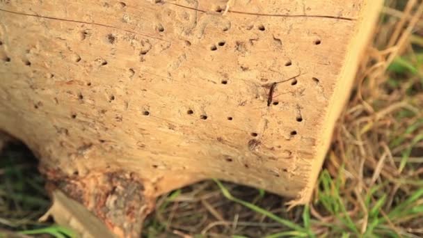 Dragon voler sur souche 