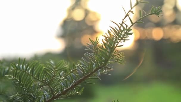 Solljus och linsen flare, fir tree — Stockvideo