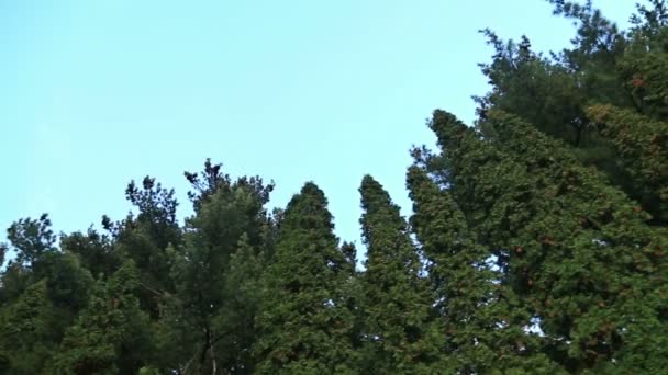 Дерева відповідають блакитному небу — стокове відео