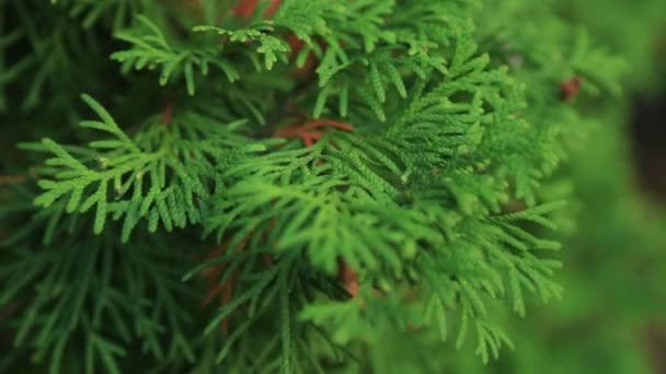 Λευκό κέδρο Thuja occidentalis — Αρχείο Βίντεο