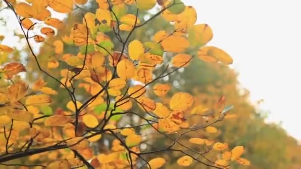 Beautiful autum yellow leaves — Stock Video