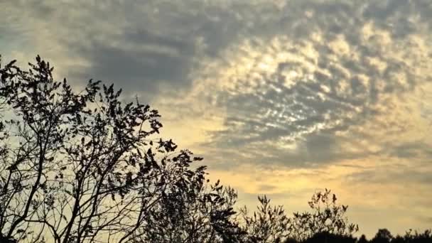 Vacker solnedgång, skuggan av träd — Stockvideo