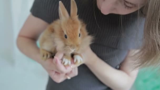 Женщина держит маленького милого кролика, закрывай — стоковое видео