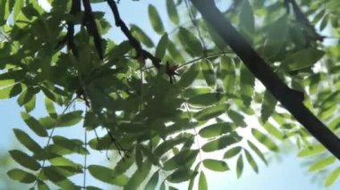 Güneş ışığı ve lens flare,