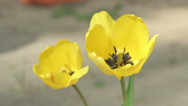 Beautiful yellow tulip — Stock Video