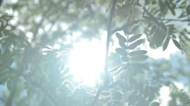 Luz solar y destello de lente , — Vídeo de stock