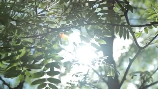 Zonlicht en lens flare, — Stockvideo