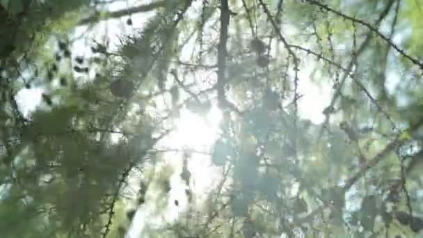 Luz solar e brilho da lente , — Vídeo de Stock