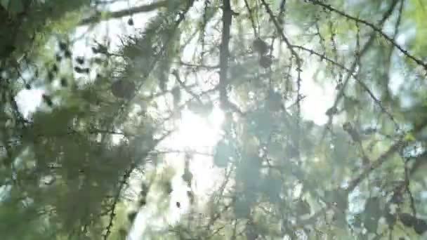 Zonlicht en lens flare, — Stockvideo