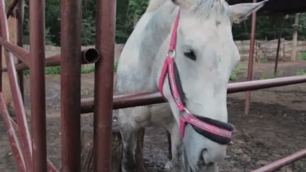 Hermoso caballo blanco — Vídeos de Stock