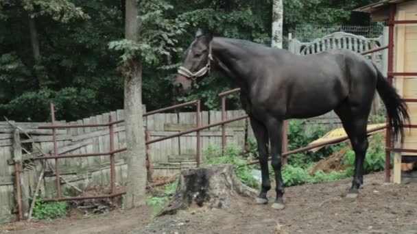 Όμορφο μαύρο άλογο — Αρχείο Βίντεο