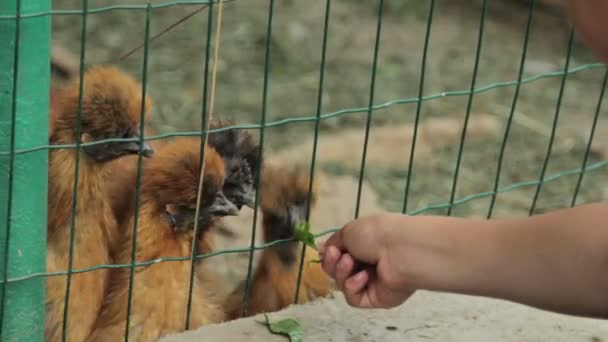 Дівчинка годує курей — стокове відео