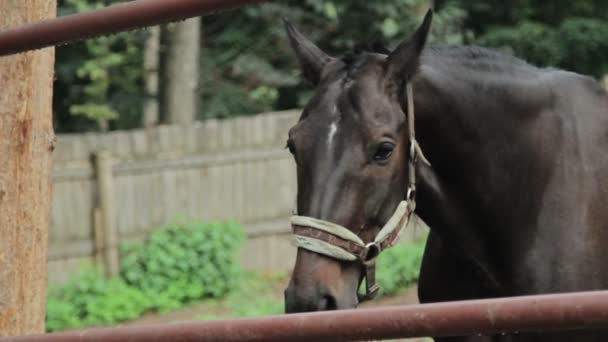 Красивая чёрная лошадь — стоковое видео