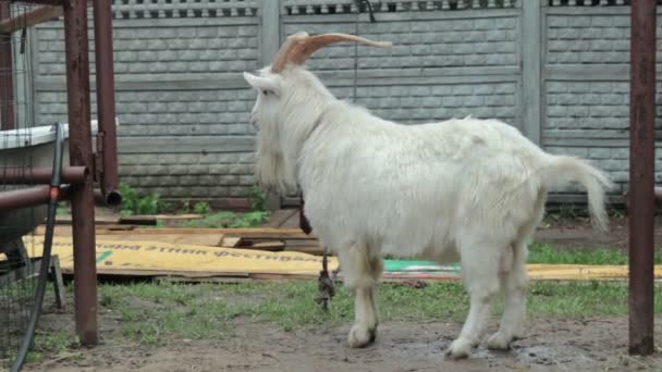 Funny goat HD — Stock Video