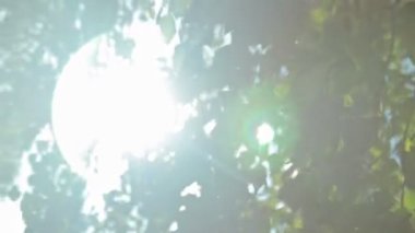 Güneş ışığı ve lens flare,