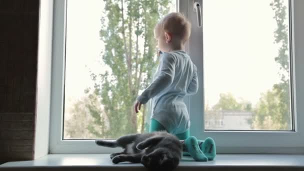 Little boy with black cat sitting near window at home — Stock Video